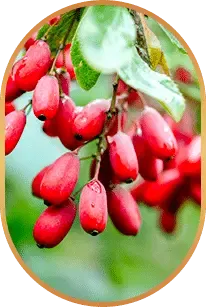 berberine rich berries natural ingredient used in Liv Pure for metabolism and wellness support