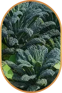 green leafy vegetable natural ingredient used in Liv Pure for wellness and metabolic support