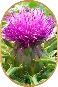 milk thistle plant ingredient used in Liv Pure for liver health and natural wellness support